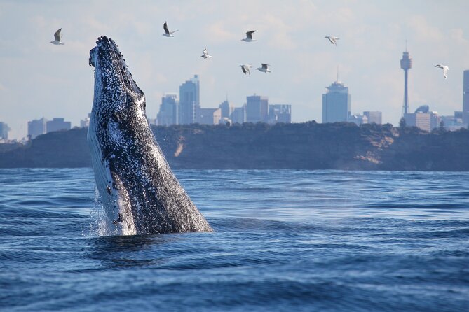 Sydney Whale Watching Cruise from Circular Quay - Comfort and Safety: Seasickness Prep Is Not Optional Here