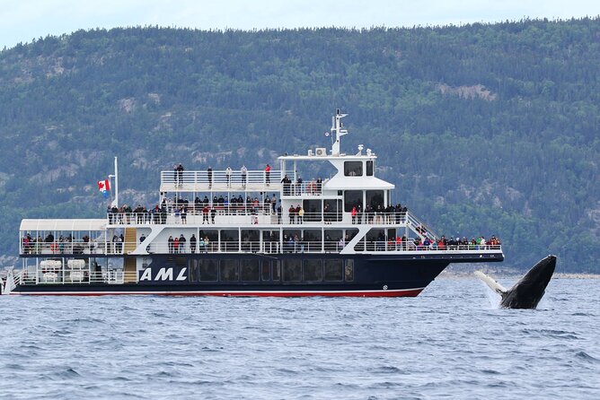 Tadoussac/Charlevoix: Whale Watching Tour - Key highlights you should actually care about