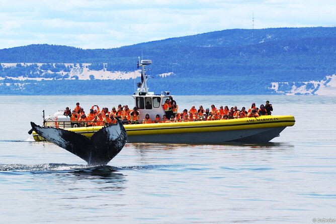 Tadoussac/Charlevoix: Whale Watching Tour - Tadoussac whale watching: why this stretch of water is special