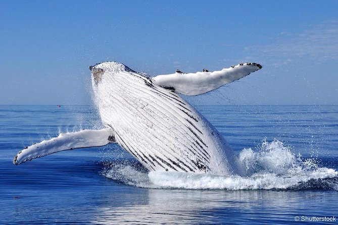Tadoussac/Charlevoix: Whale Watching Tour - The naturalist-led experience: what the guide helps you notice