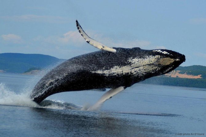Tadoussac/Charlevoix: Whale Watching Tour - The whale guarantee: how it changes your risk