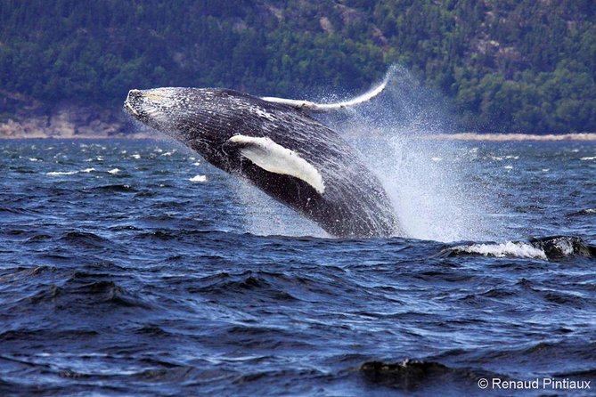 Tadoussac/Charlevoix: Whale Watching Tour - Price and value: is $101.32 worth it?