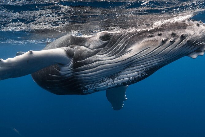 Tahiti, land of whales: a unique experience! - Key highlights you’ll care about