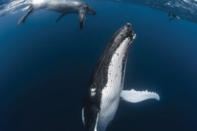 Tahiti, land of whales: a unique experience! - Whale watching on a respect-first boat: what to expect with Kaoriki