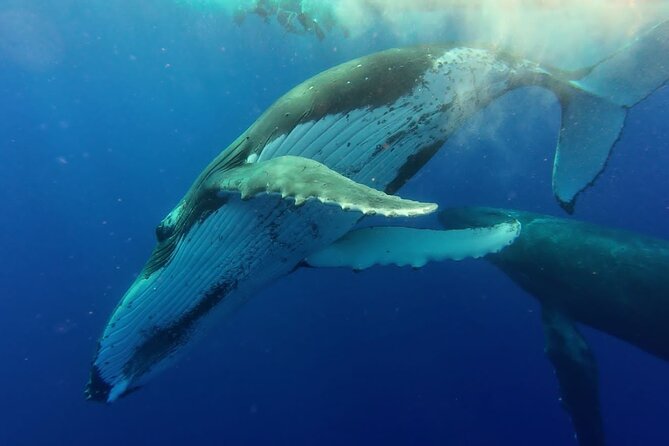 Tahiti, land of whales: a unique experience! - Taapuna sandbank finale: why the ending matters