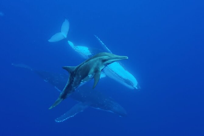 Tahiti, land of whales: a unique experience! - Price and value: is $176 for four hours worth it?