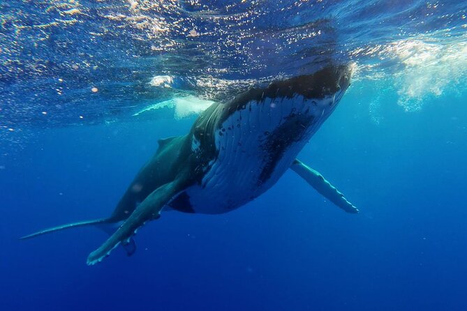 Tahiti, land of whales: a unique experience! - Who this Tahiti whale tour fits best (and who might skip)