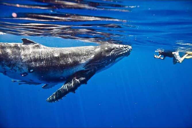 Tahiti, land of whales: a unique experience! - Should you book the Kaoriki whale adventure in Tahiti?