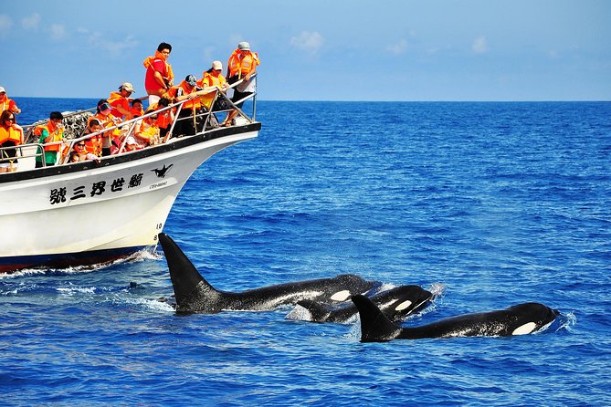 Taiwan Hualien Whale Watching Dolphin - Key points to know before you go