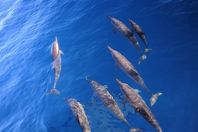 Taiwan Hualien Whale Watching Dolphin - The captain and the crew: why leadership matters on a wild-animals day