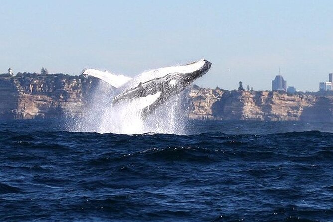 Taronga Zoo & Whale Watching Cruise Combo - Sydney Harbour - Circular Quay Start: Wharf 6, tickets in hand, and a smooth day plan