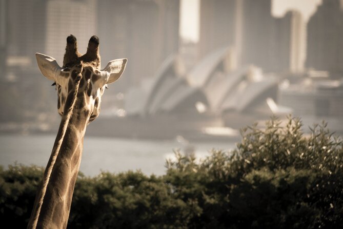 Taronga Zoo & Whale Watching Cruise Combo - Sydney Harbour - What to Bring and Wear: sunscreen, layers, water, and a camera mindset