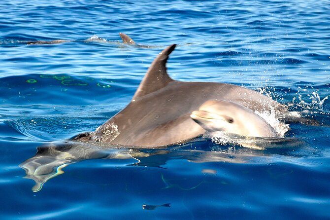 Tenerife 3-Hour Discover Whales and Dolphins - Keeping it respectful: the captain’s approach to whales and plastic cleanup
