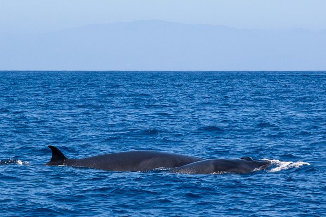 Tenerife 3-Hour Discover Whales and Dolphins - Timing, duration, and what your day planning should look like