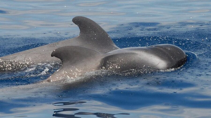 Tenerife: Eco-Yacht Whale and Dolphin Watching and Swimming - Travelin Lady: an eco-yacht built for real whale watching