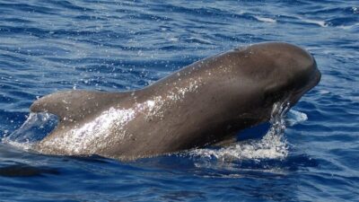 Tenerife: Eco-Yacht Whale and Dolphin Watching and Swimming - What the crew hunts for off Los Cristianos (and how they do it)