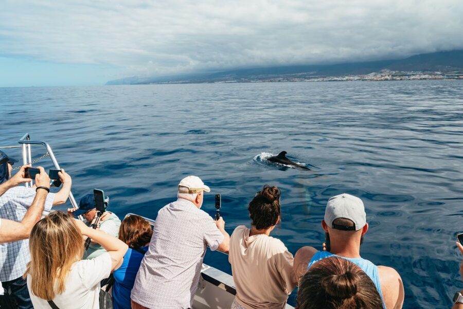 Tenerife: Eco-Yacht Whale and Dolphin Watching and Swimming - Palm-Mar pass-by: quick views with less time wasted