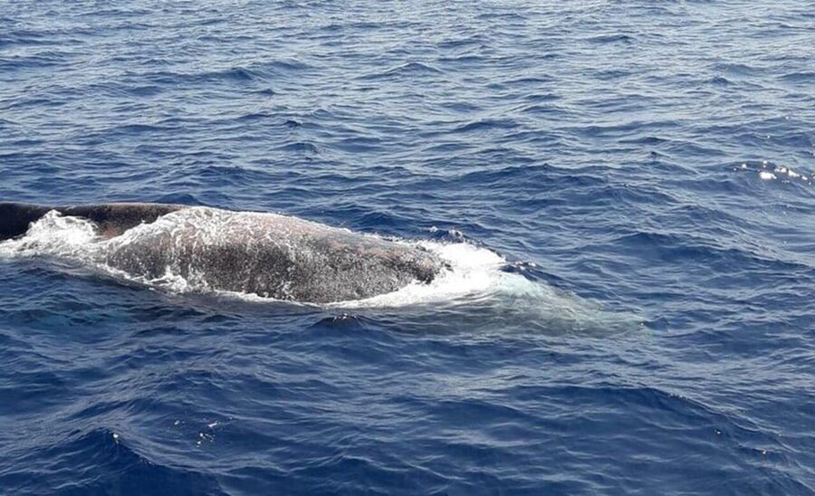 Tenerife: Eco-Yacht Whale and Dolphin Watching and Swimming - Swim and snorkel in the safety area teeming with marine life