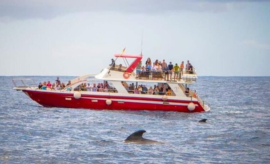 Tenerife: Eco-Yacht Whale and Dolphin Watching and Swimming - Price and comfort: paying about $13 for a premium-style package