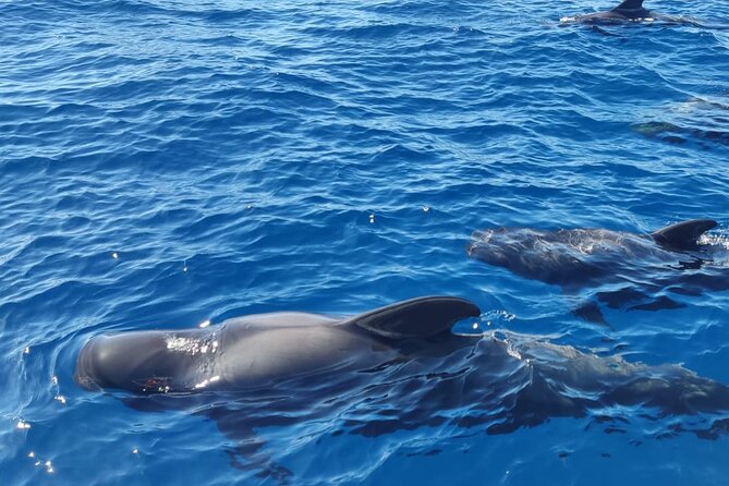 Tenerife Motor Boat Whale Watching & Snorkeling Experience - The Scenic Cruise Along Tenerife’s Southern Coast