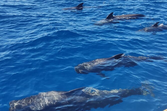 Tenerife Whale Watching and Snorkeling Yacht Trip - Who you might meet: staff names that came up