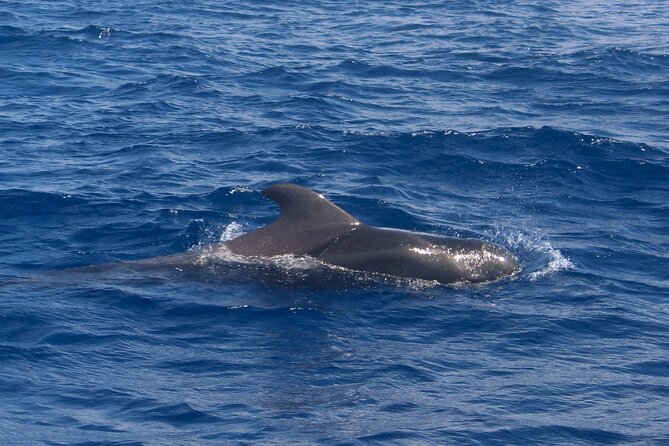 Tenerife Whale Watching and Snorkeling Yacht Trip - Timing and flexibility: why snorkeling may lose to whales