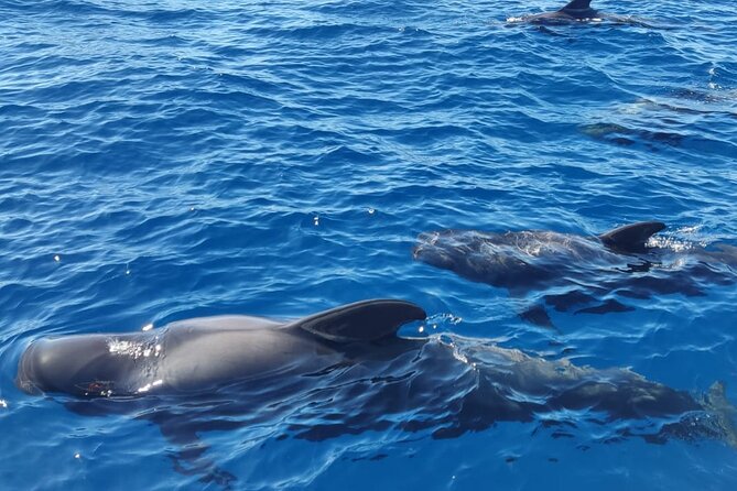 Tenerife Whale Watching and Snorkeling Yacht Trip - Playa del Puertito: your snorkeling and swimming window