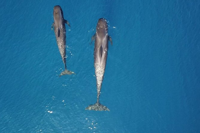 Tenerife Whale watching on private charter - What to bring so the day feels effortless