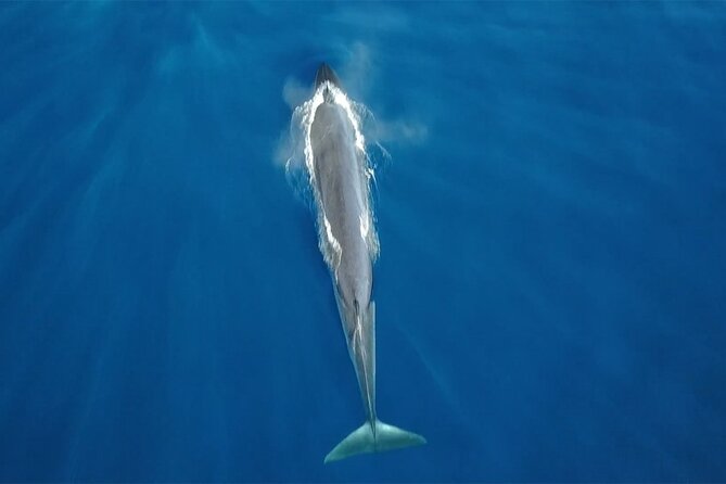 Tenerife Whales and Dolphins Watching Experience in Catamaran - Key Points That Matter Before You Go