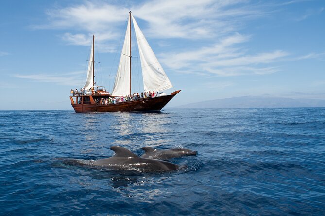 Tenerife : Whales and Dolphins with Food and Bath in Los Gigantes - Quick hits before you go