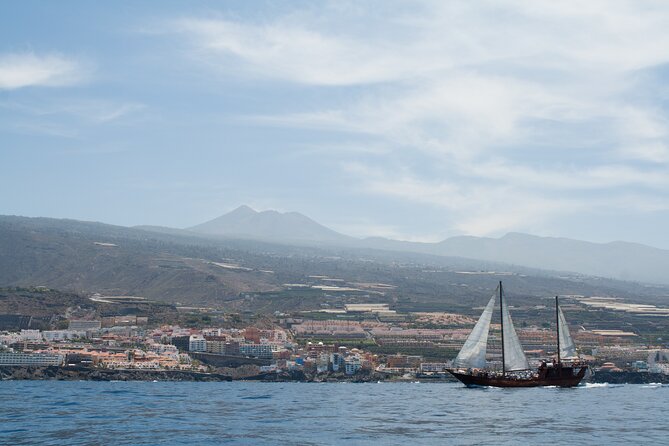 Tenerife : Whales and Dolphins with Food and Bath in Los Gigantes - Where this Tenerife boat trip fits in (and why it’s worth your time)