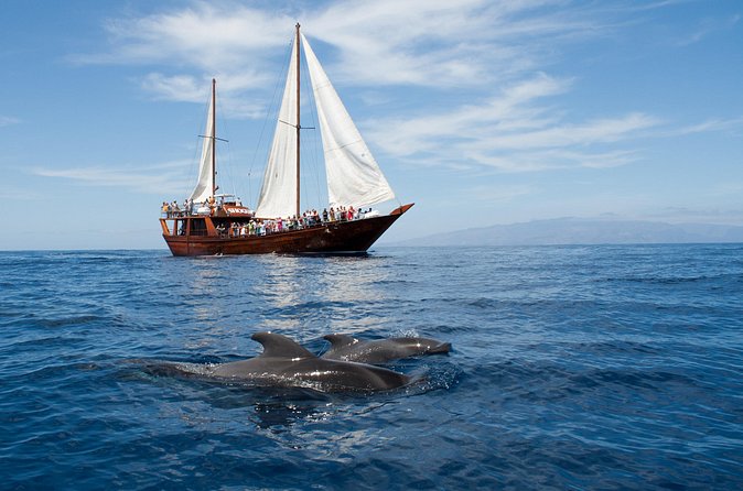 Tenerife : Whales and Dolphins with Food and Bath in Los Gigantes - Stop 3: return to Puerto Colón and a guided look at the southwest coast