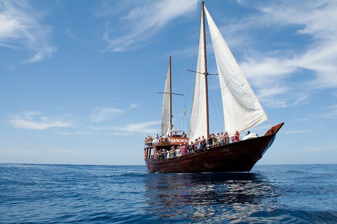 Tenerife : Whales and Dolphins with Food and Bath in Los Gigantes - Price and value: what you get for about $66.42