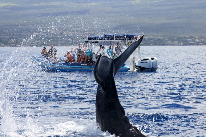 The Best 10 am 1.5 Hour Whale Watching Tour - Who Should Book This Whale Watch (and Who Might Pass)