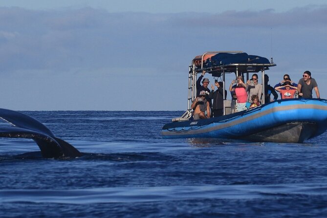 The Best 10 am 1.5 Hour Whale Watching Tour - Why the 10:00 a.m. Timing Works for Humpbacks