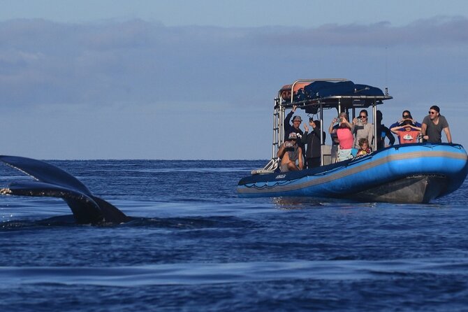 The Best 12 pm 1.5 Hour Whale Watching Tour - Key points to know before you go