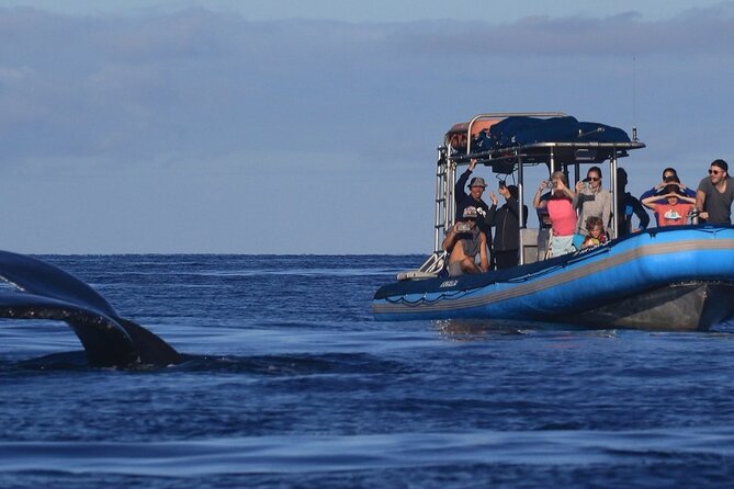 The Best 12 pm 1.5 Hour Whale Watching Tour - The Kihei departure at 12:00 pm: why this timing feels practical