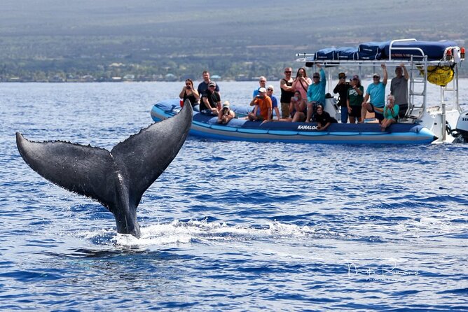 The Best 12 pm 1.5 Hour Whale Watching Tour - Why they may shift the schedule when whales are close