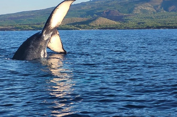 The Best 12 pm 1.5 Hour Whale Watching Tour - What’s actually included (and what that means for your budget)