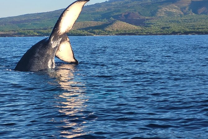 The Best 12 pm 1.5 Hour Whale Watching Tour - Itinerary in plain steps: what your 90 minutes will feel like