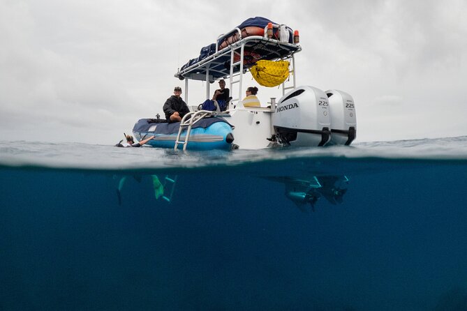 The Best 2.5 Hour Molokini Snorkel Tour & Whale Watch - The boat ride from Kihei to Molokini: speed, sightings, and crew vibe