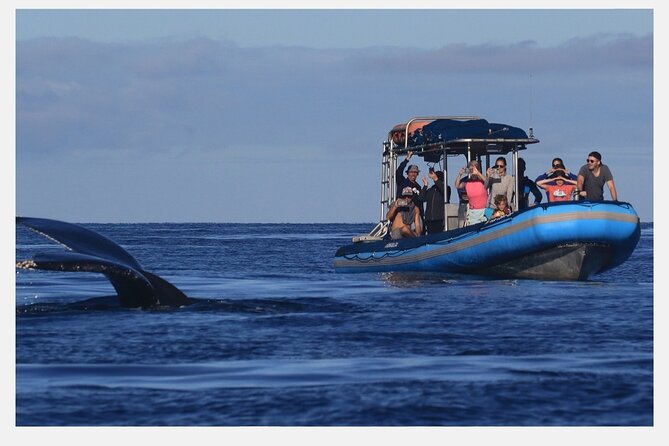 The Best 8 am 1.5 Hour Whale Watching Tour - Kihei’s 8:00 am Start: Why Morning on Maui Works