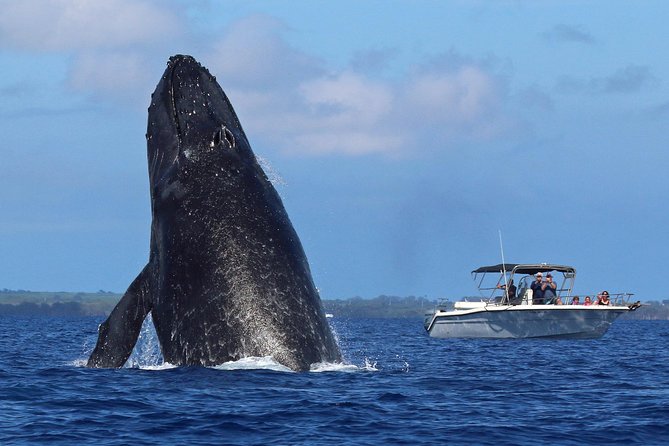 The Best 8 am 1.5 Hour Whale Watching Tour - What You’ll See: Humpback Behavior and the “Safe Close” Moments
