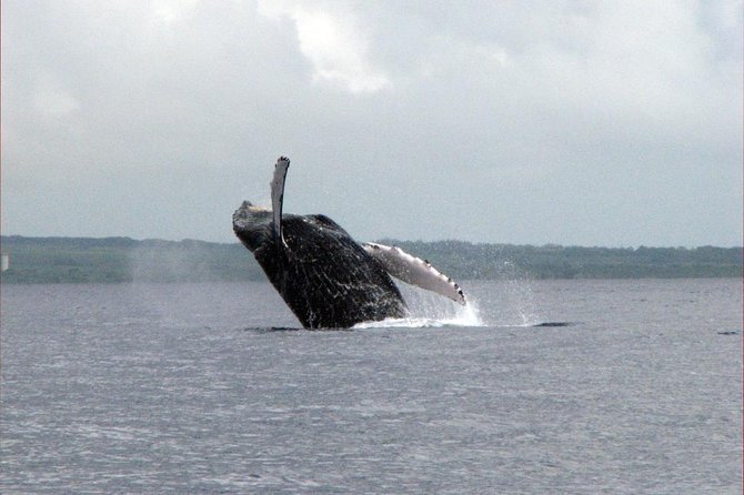 The Best 8 am 1.5 Hour Whale Watching Tour - Boarding, Parking, and What to Bring for a Raft Ride