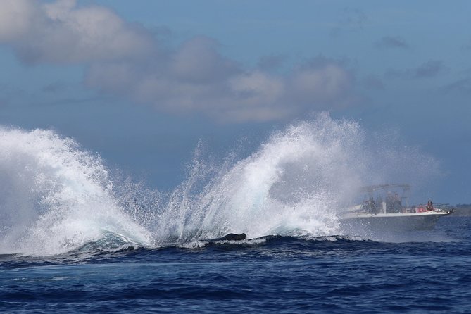 The Best 8 am 1.5 Hour Whale Watching Tour - Timing, Weather, and the “Guaranteed” Part You Can Rely On