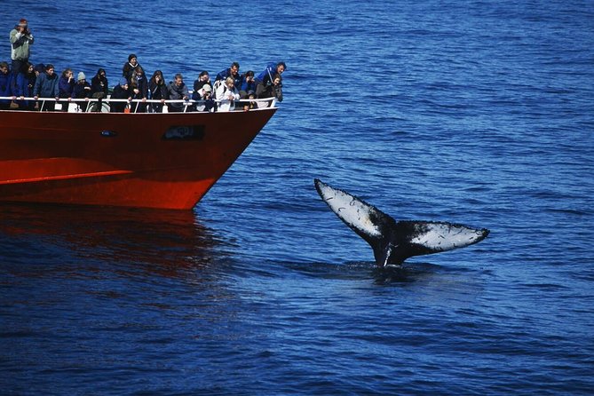 The Original Classic Whale Watching from Reykjavik - Entering Faxaflói Bay: Meeting Elding and Picking Your Departure Time