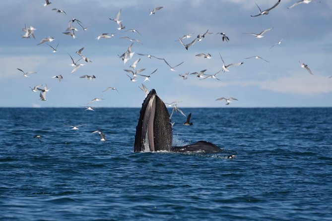 The Original Classic Whale Watching from Reykjavik - Onboard Life During the 2–3.5 Hour Search: WiFi, Cafe Drinks, and Guide Power