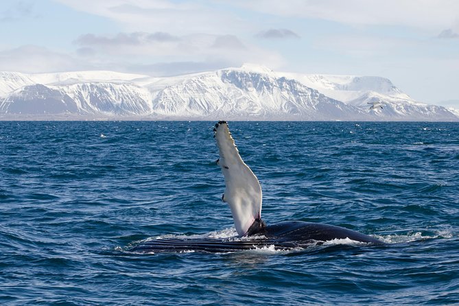 The Original Classic Whale Watching from Reykjavik - What You’re Most Likely to See: Humpbacks, Minke Whales, and the Bonus Wildlife