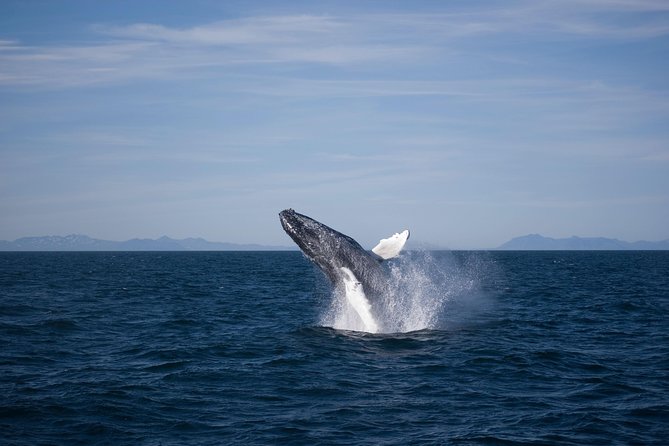 The Original Classic Whale Watching from Reykjavik - Whale-Respect Rules That Still Let You Have Great Viewing