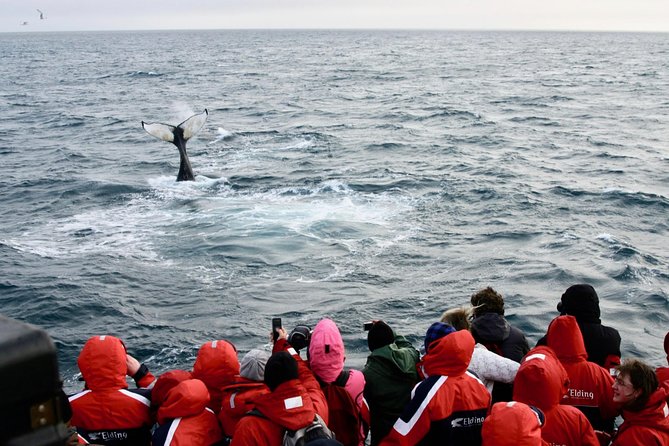 The Original Classic Whale Watching from Reykjavik - Getting the Best Views: Deck Angles, Wind, and Moving With the Action